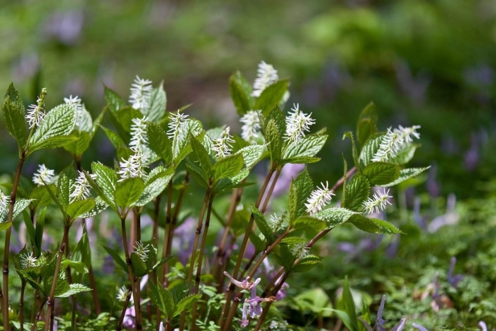 Chloranthus japonicus