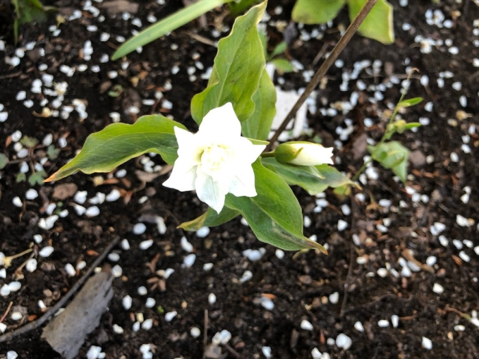 Триллиум махровый