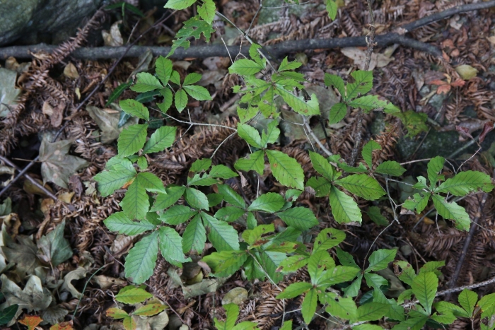 Parthenocissus quinquefolia