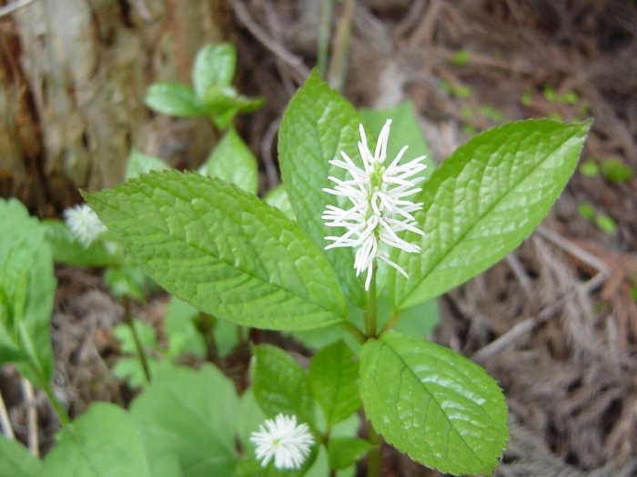 Chloranthus japonicus