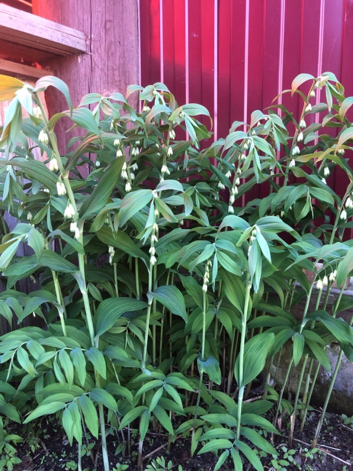 Купена polygonatum