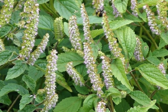 Эльсгольция патрэна