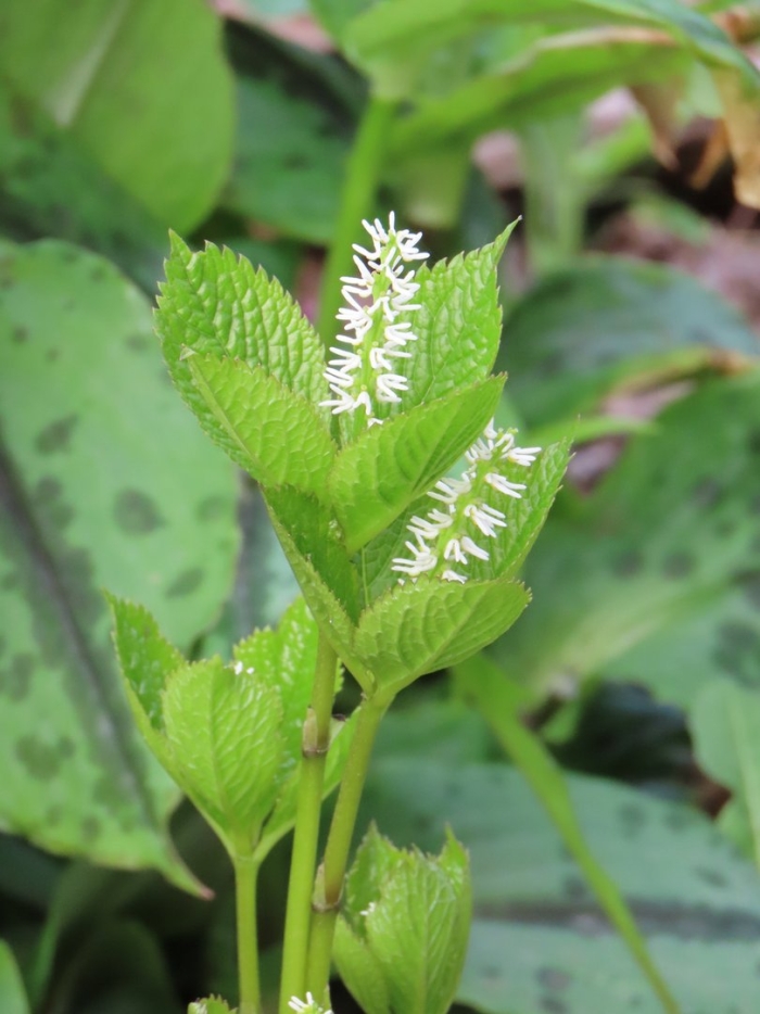 Хлорант японский (chloranthus japonicus)