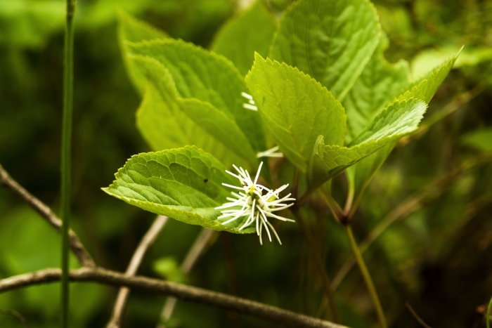 Pterostyrax hispida