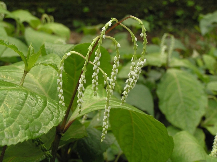 Chloranthus oldhamii