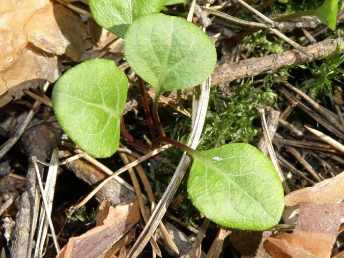 Грушанка зеленоцветковая