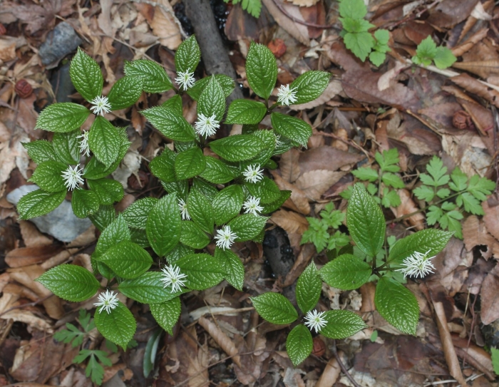 Chloranthus fortunei
