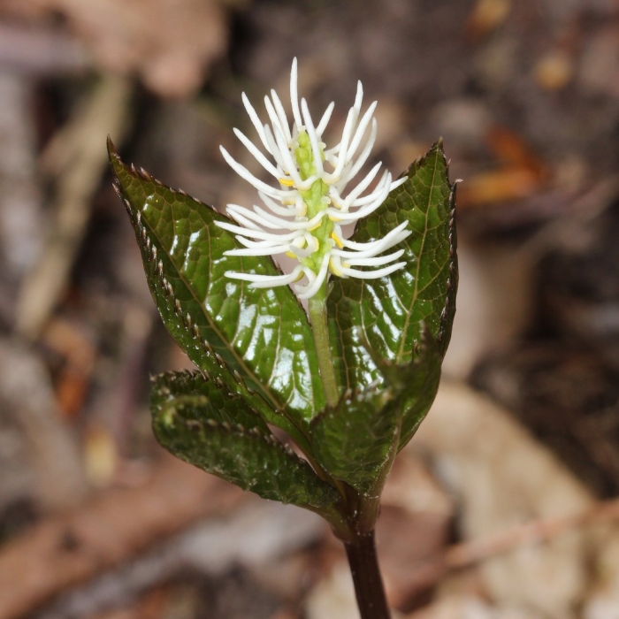 Chloranthus japonicus