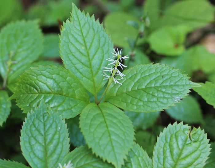 Chloranthus japonicus