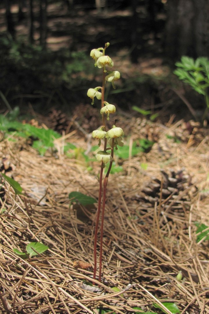 Грушанка зелёноцветковая