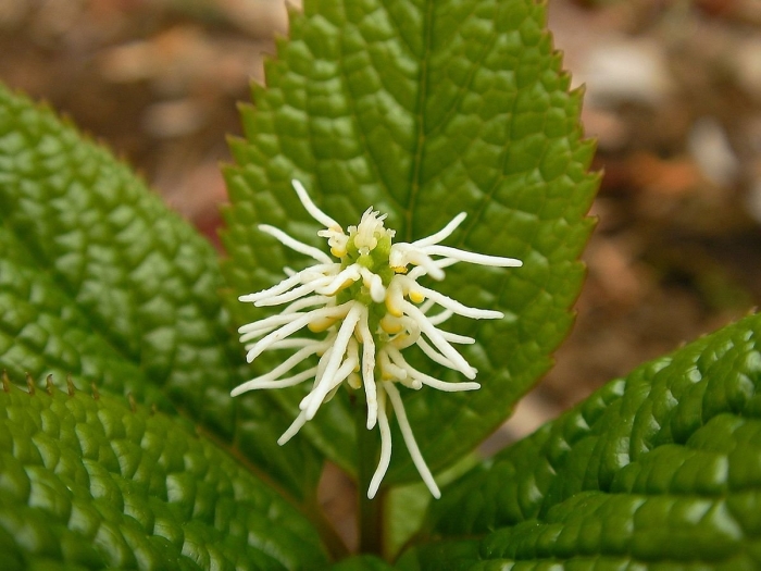 Chloranthus japonicus