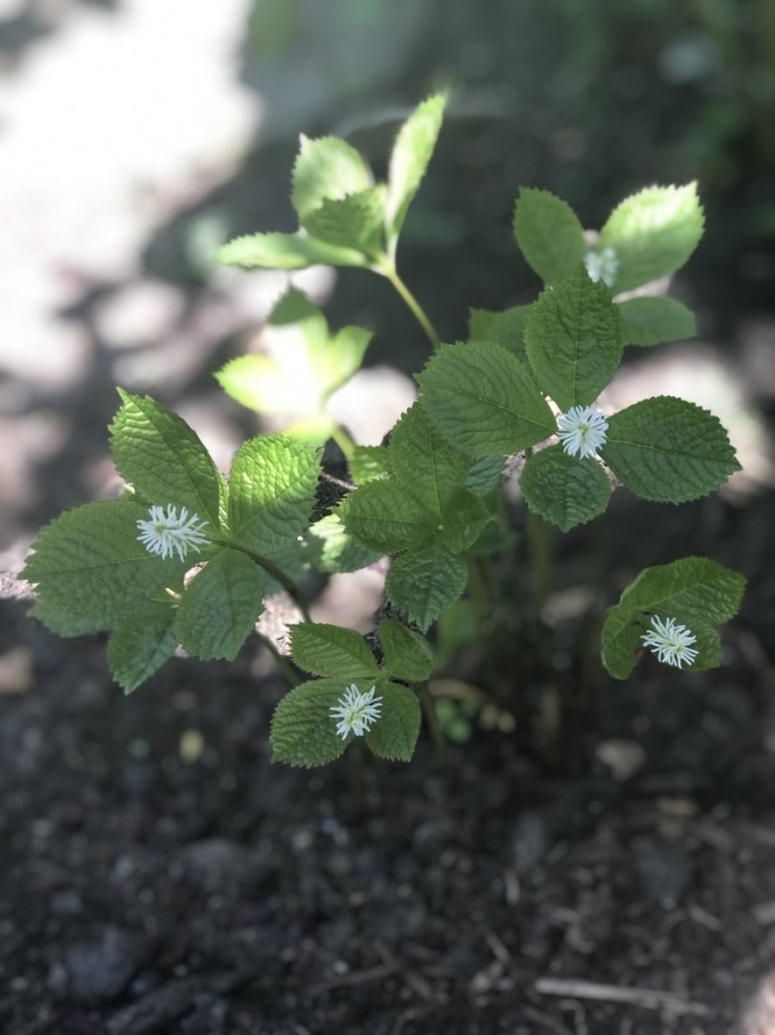 Hydrastis canadensis