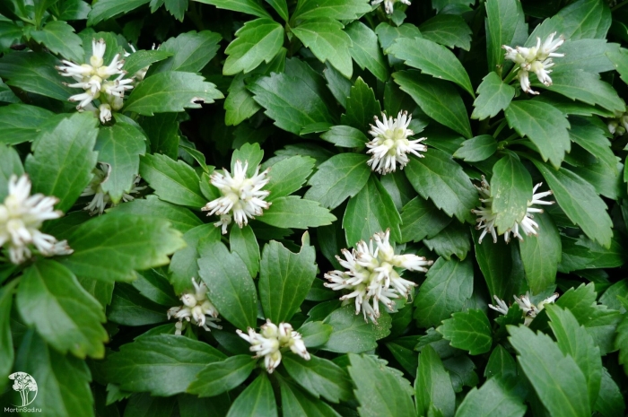 Пахизандра верхушечная