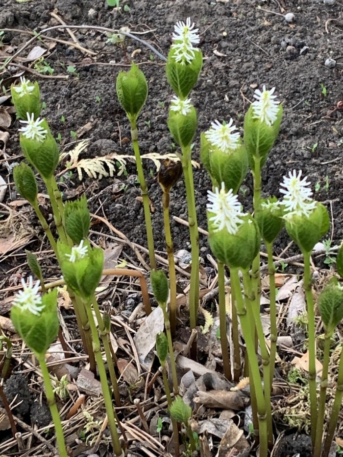 Chloranthus japonicus