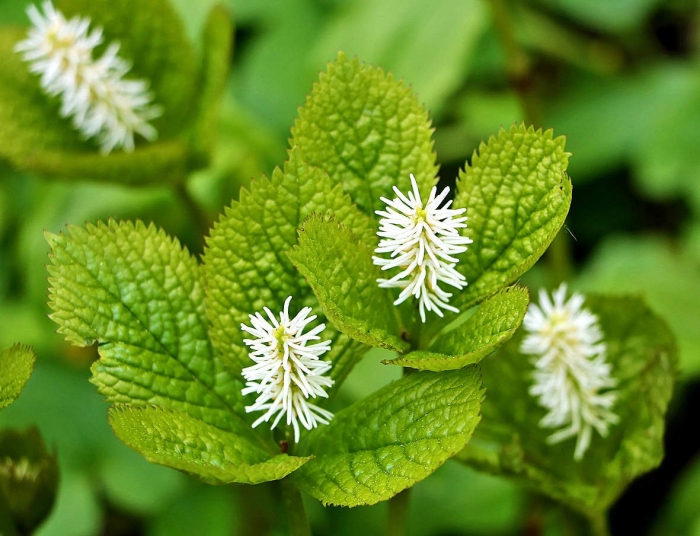 Chloranthus japonicus