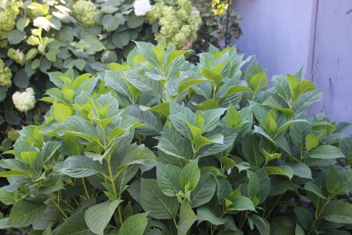 Крупнолистная гортензия