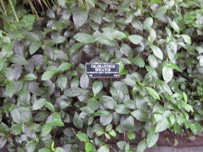 Strobilanthes alternata