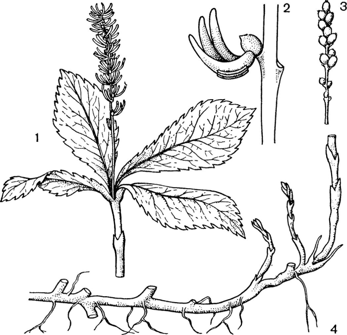 Растения семейства