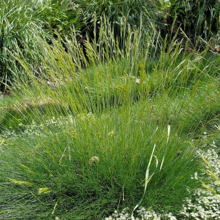 Овсяница майра