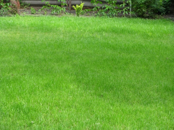 Овсяница луговая для газона