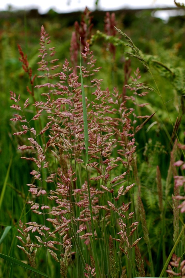 Мятлик луговой poa pratensis