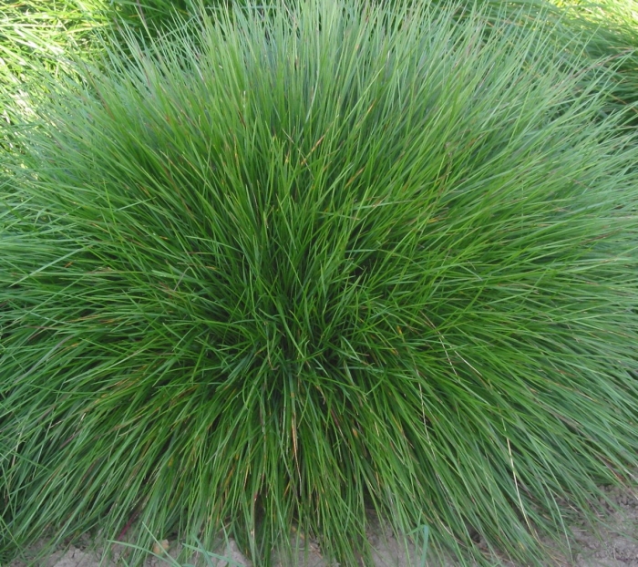 Щучка дернистая deschampsia cespitosa