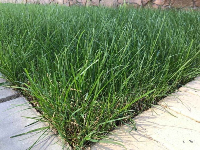 Мятлик овсяница райграс