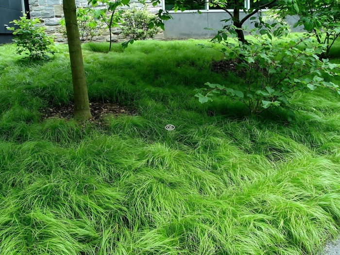 Пит удольф можжевельник