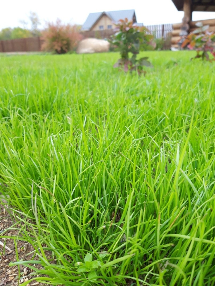 Мятлик луговой и овсяница красная