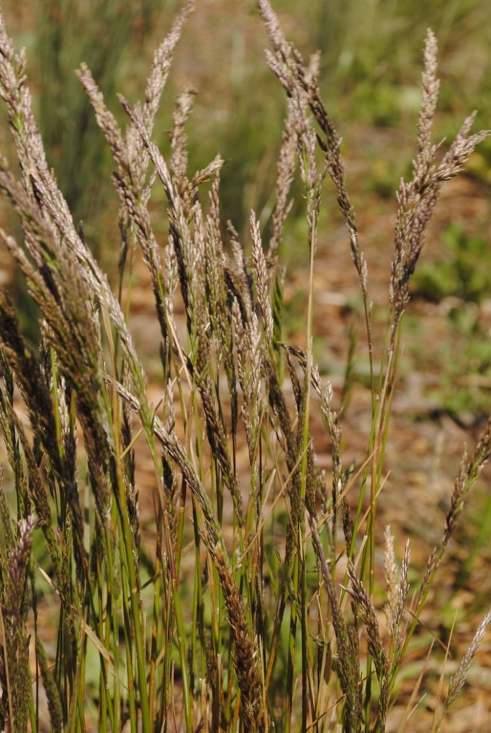 Festuca rubra subsp commutata