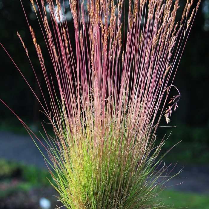 Овсяница (festuca walberla