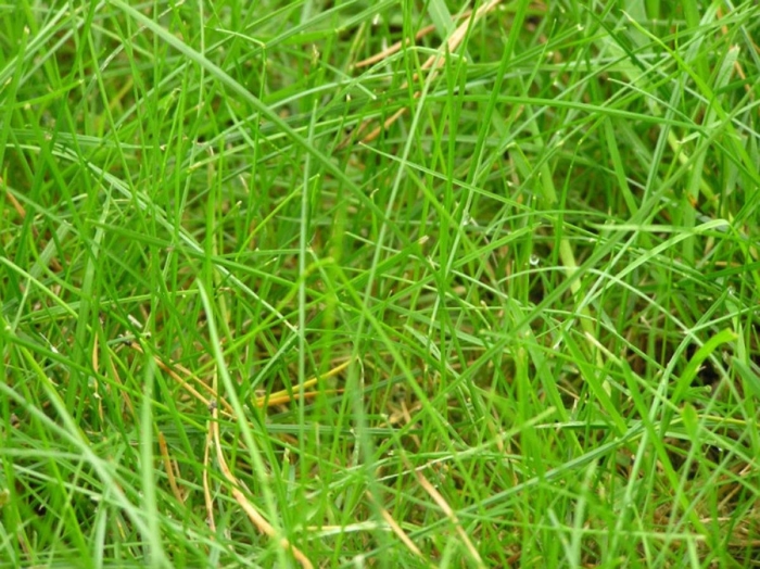 Трава овсяница красная