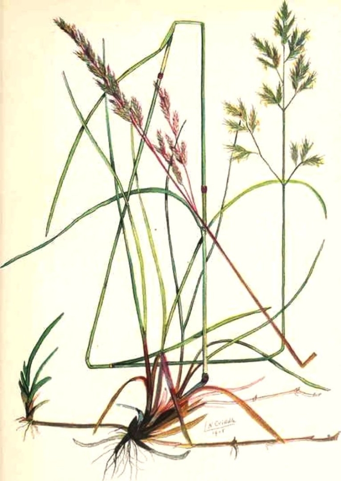 Овсяница луговая (festuca pratensis)
