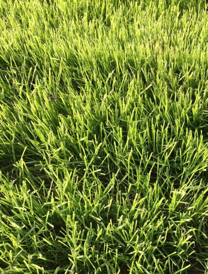Трава для газона