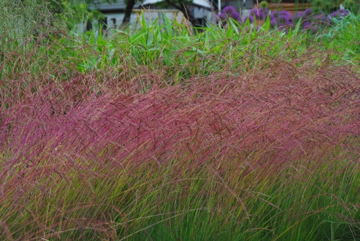 Panicum virgatum