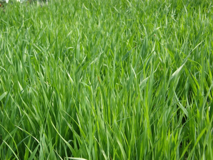 Рожь озимая сидерат