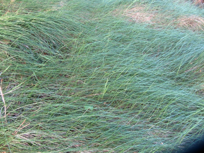 Festuca rubra