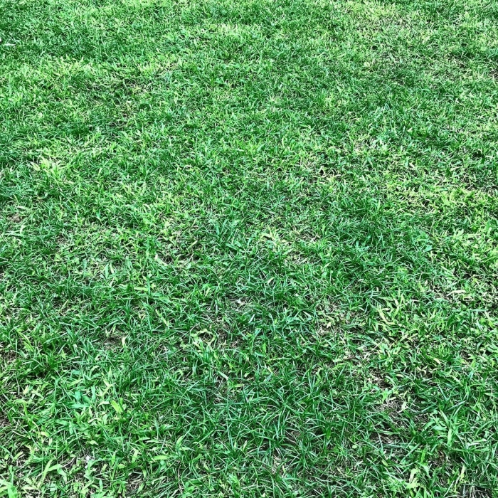 Трава для газона