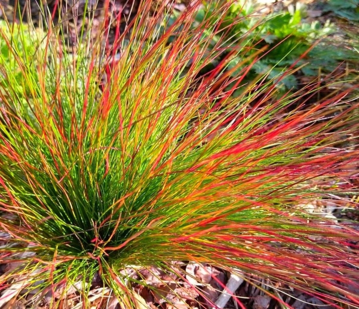 Овсяница (festuca)