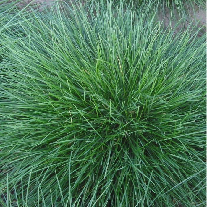 Полевица побегоносная