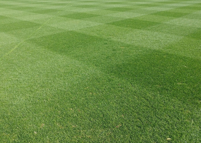 Газонная трава овсяница луговая