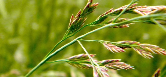 Овсяница луговая