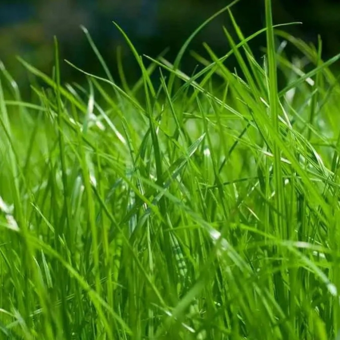 Мятлик луговой