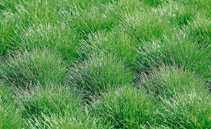 Овсяница типчак