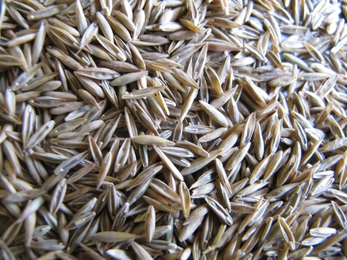 Кострец безостый семена