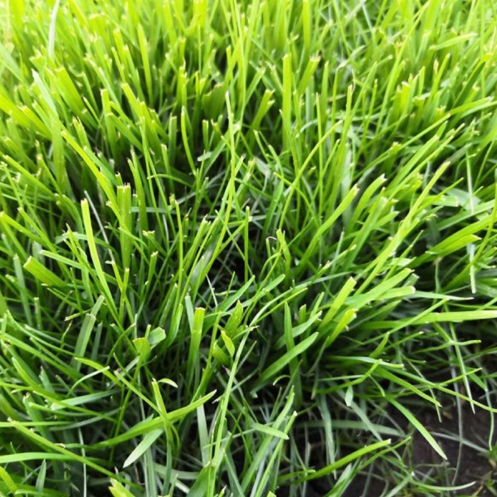 Трава искусственная газон