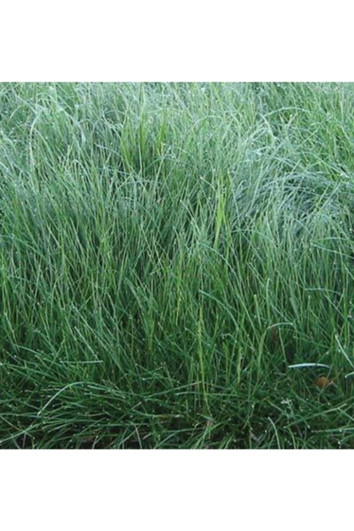 Рыхлокустовые травы