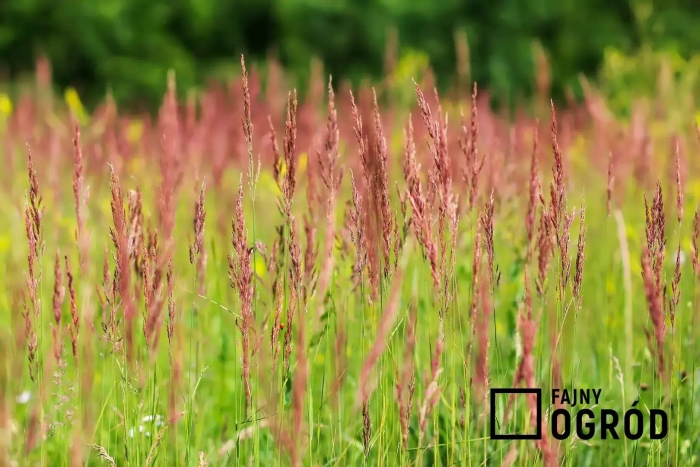 Овсяница красная (festuca rubra)