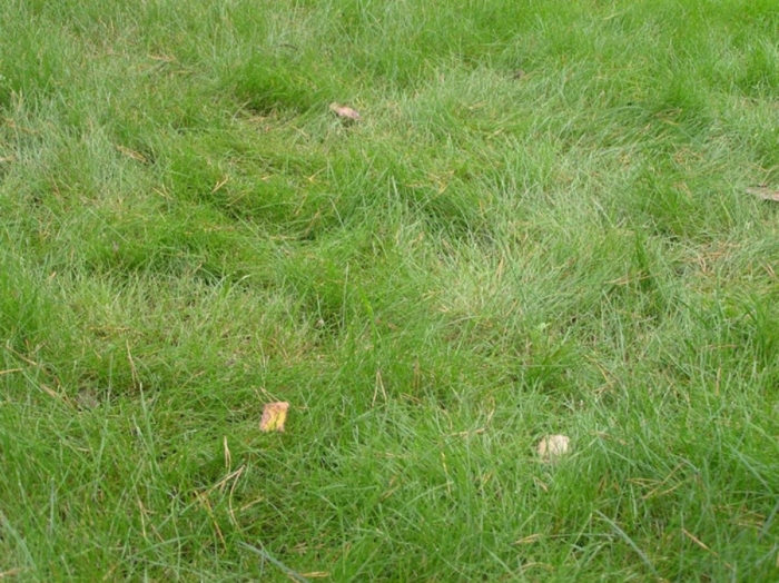 Овсяница красная максима