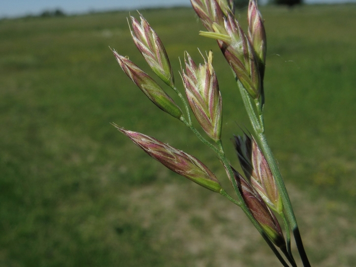 Festuca pratensis